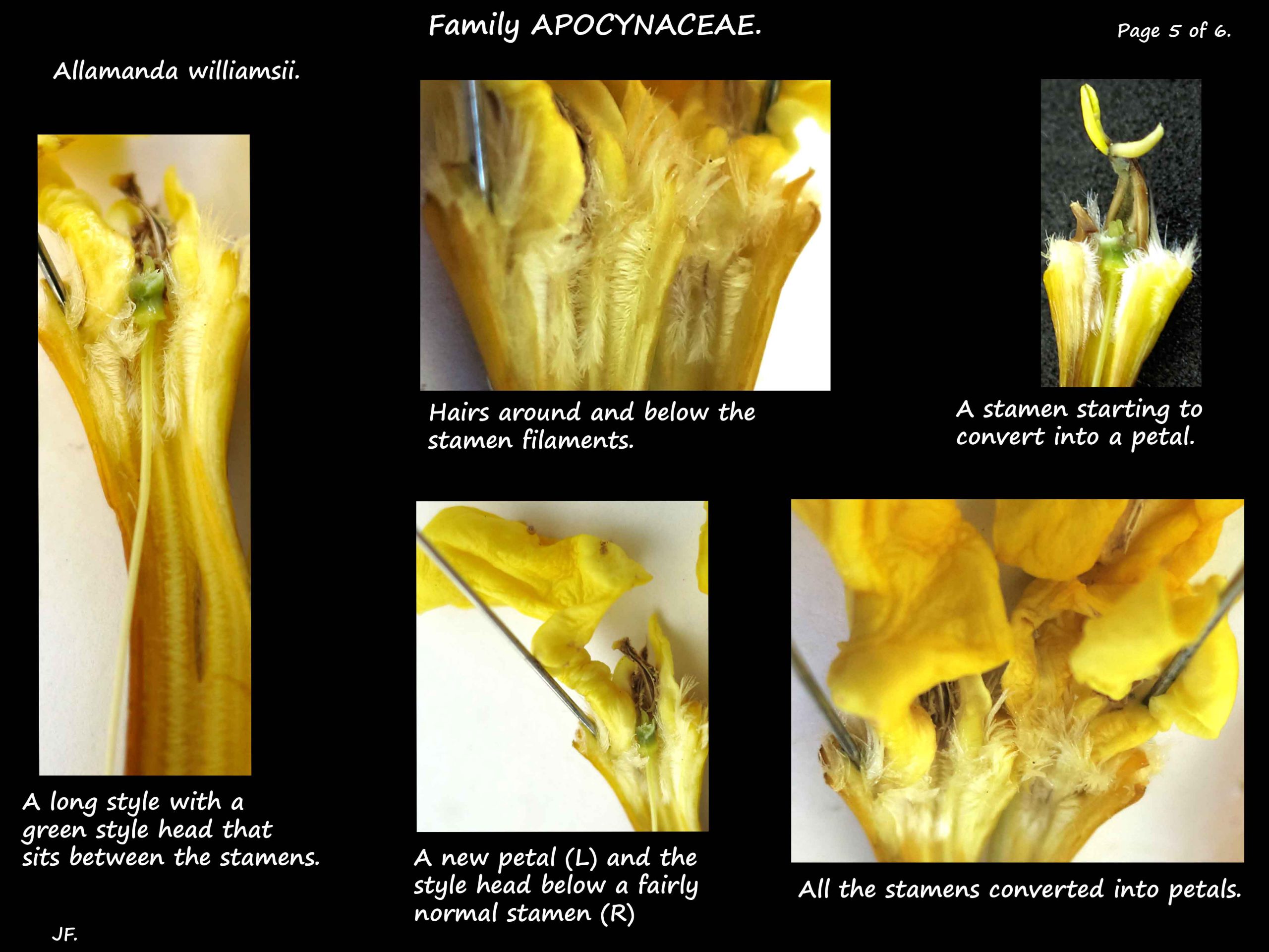 5 Allamanda williamsii stamens